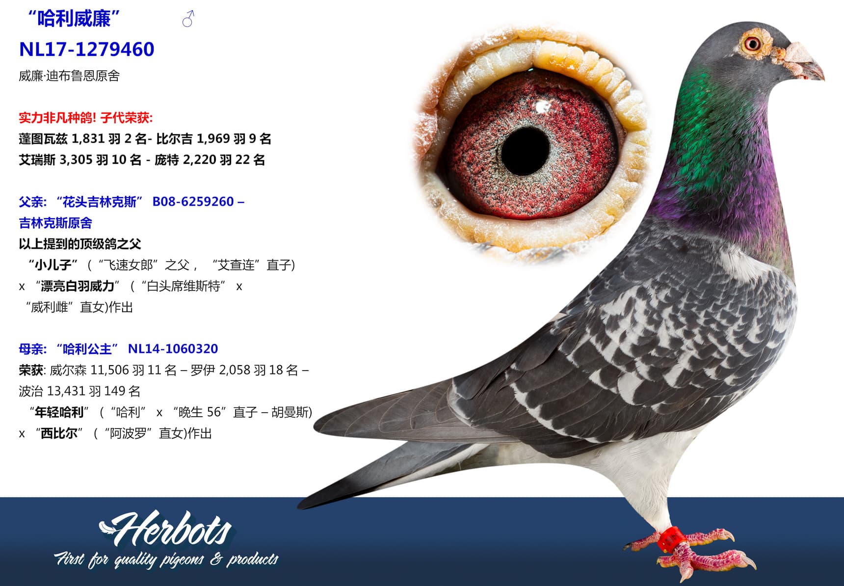 pigeon: undefined
