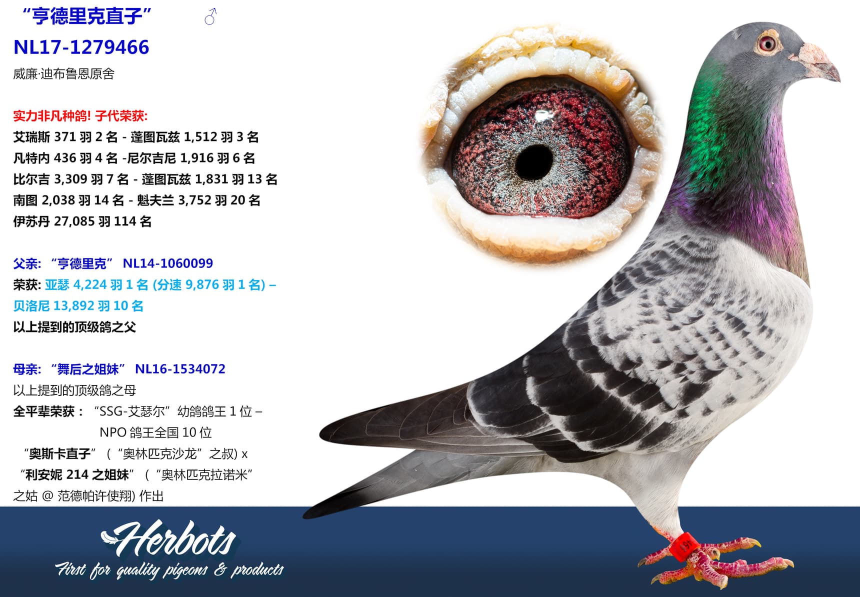 pigeon: undefined