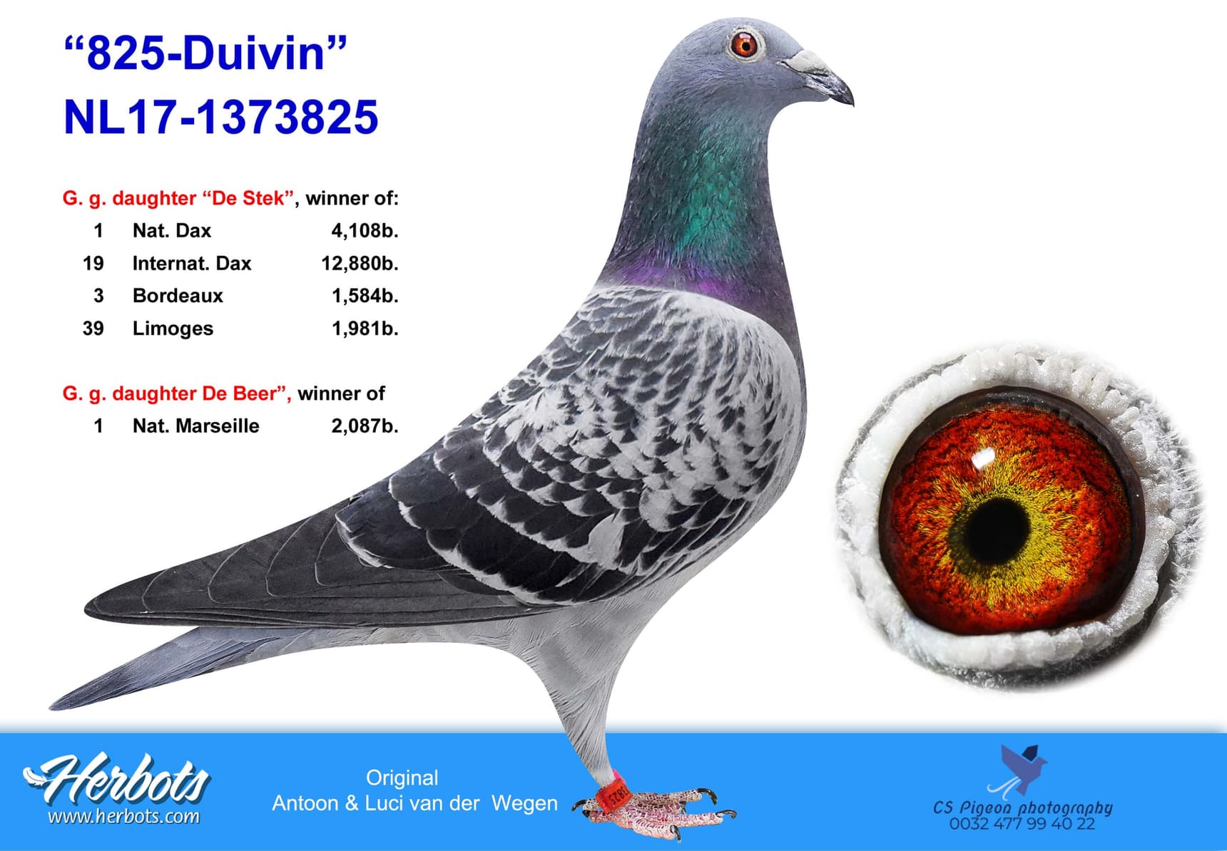 pigeon: undefined