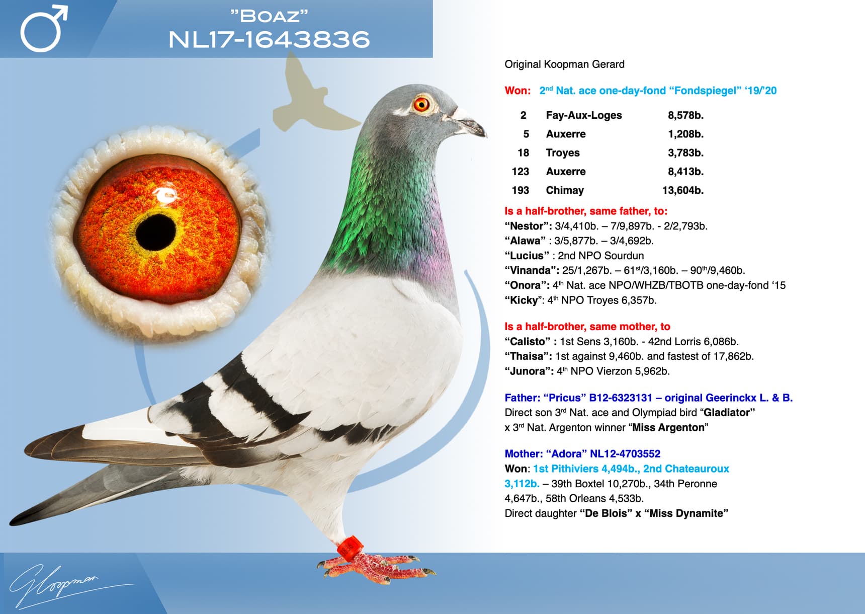pigeon: undefined