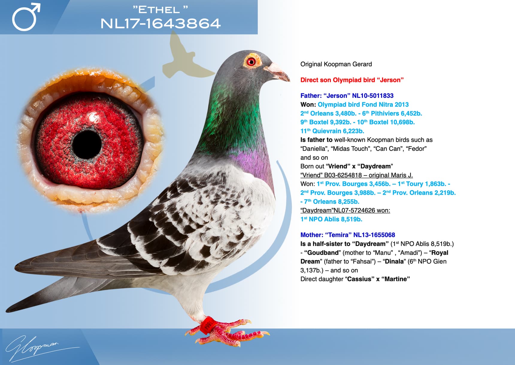 pigeon: undefined