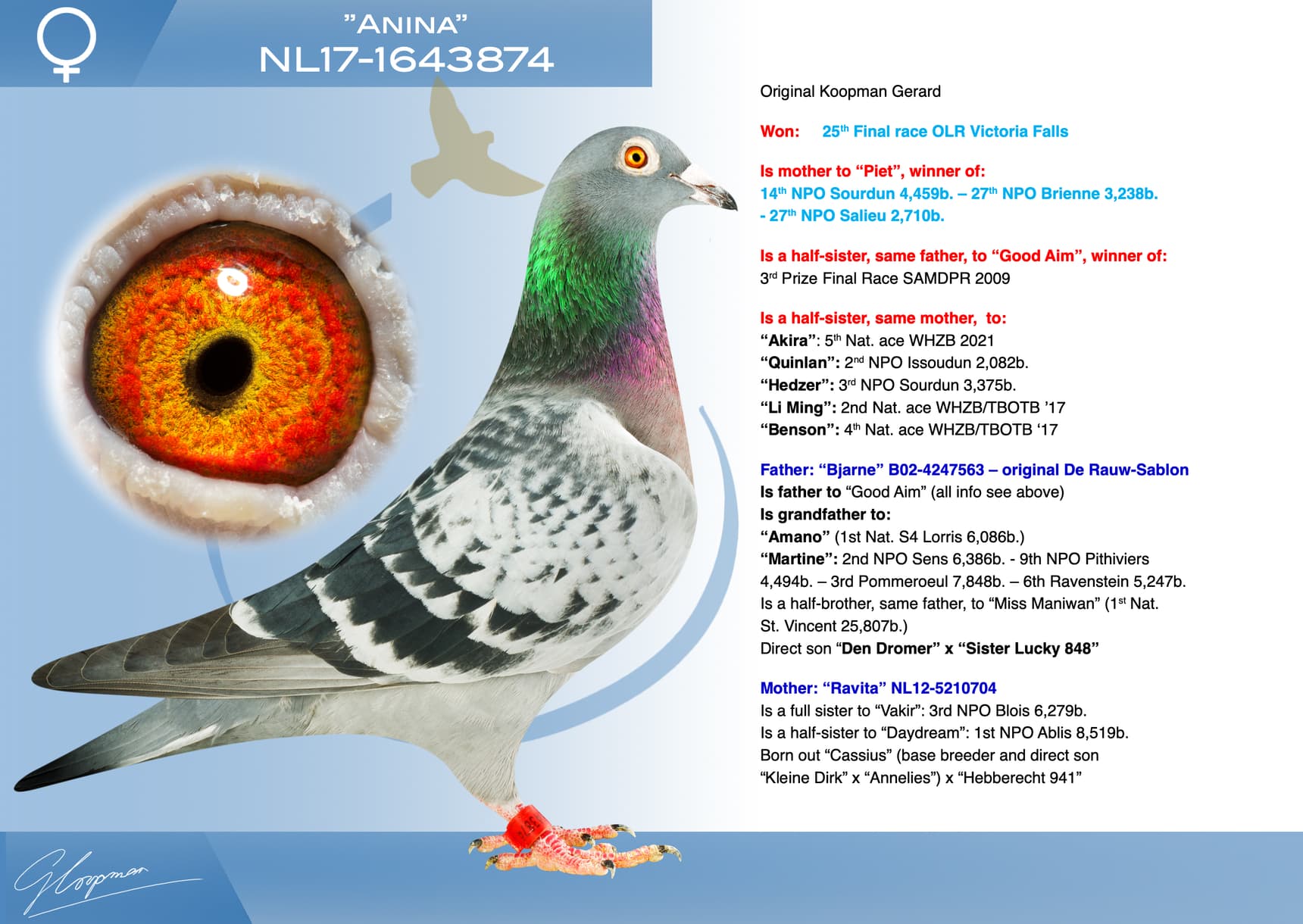 pigeon: undefined