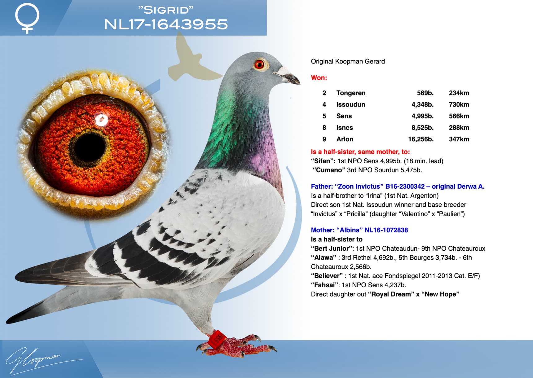 pigeon: undefined