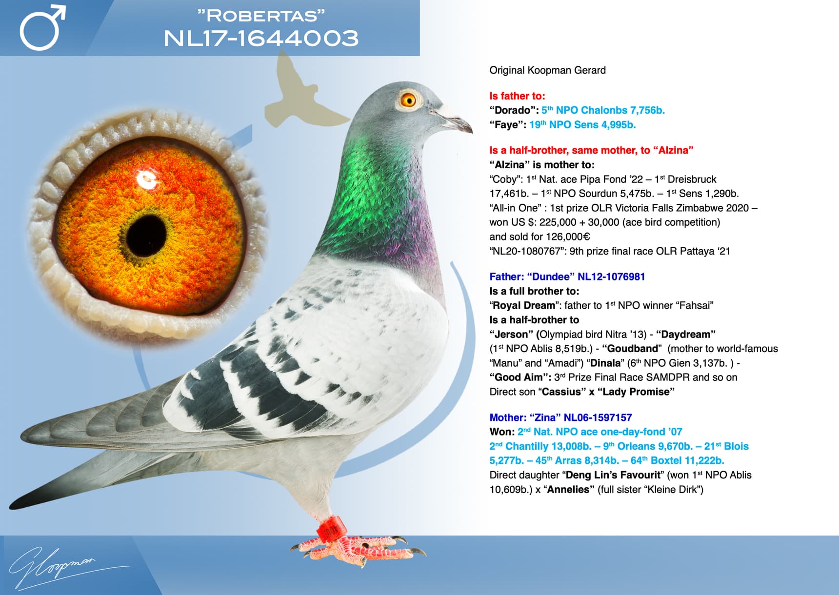 pigeon: undefined