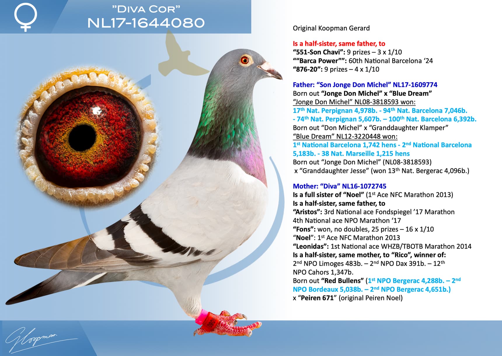 pigeon: undefined