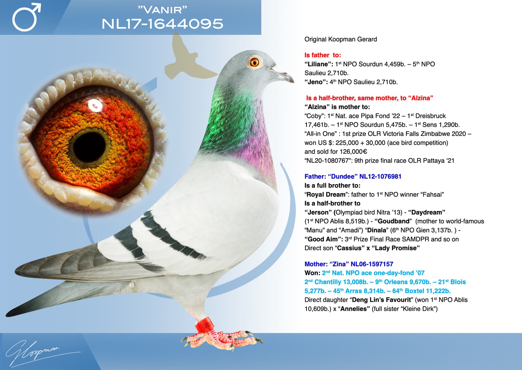 pigeon: undefined