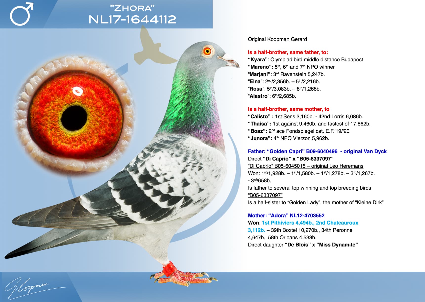 pigeon: undefined