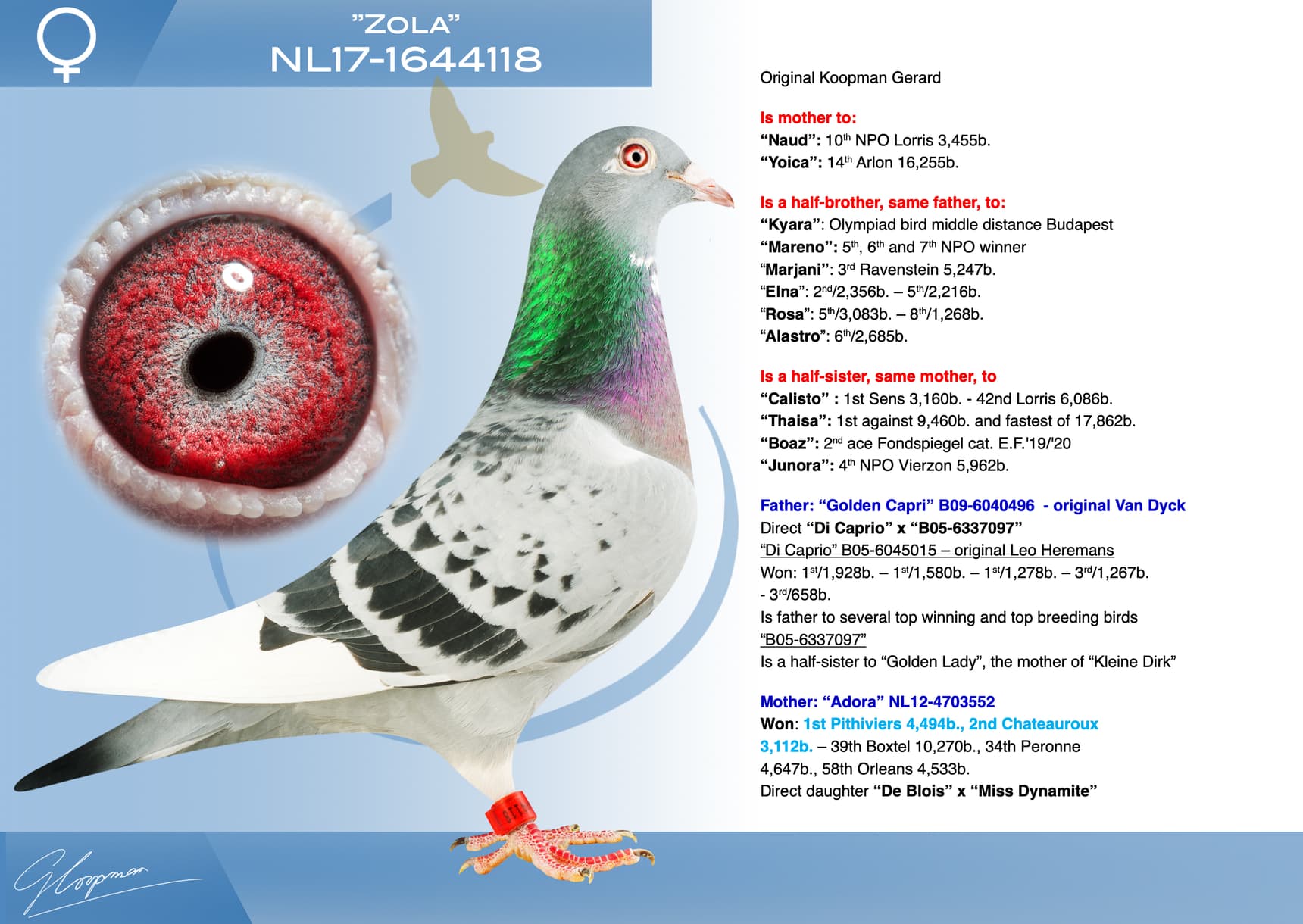 pigeon: undefined