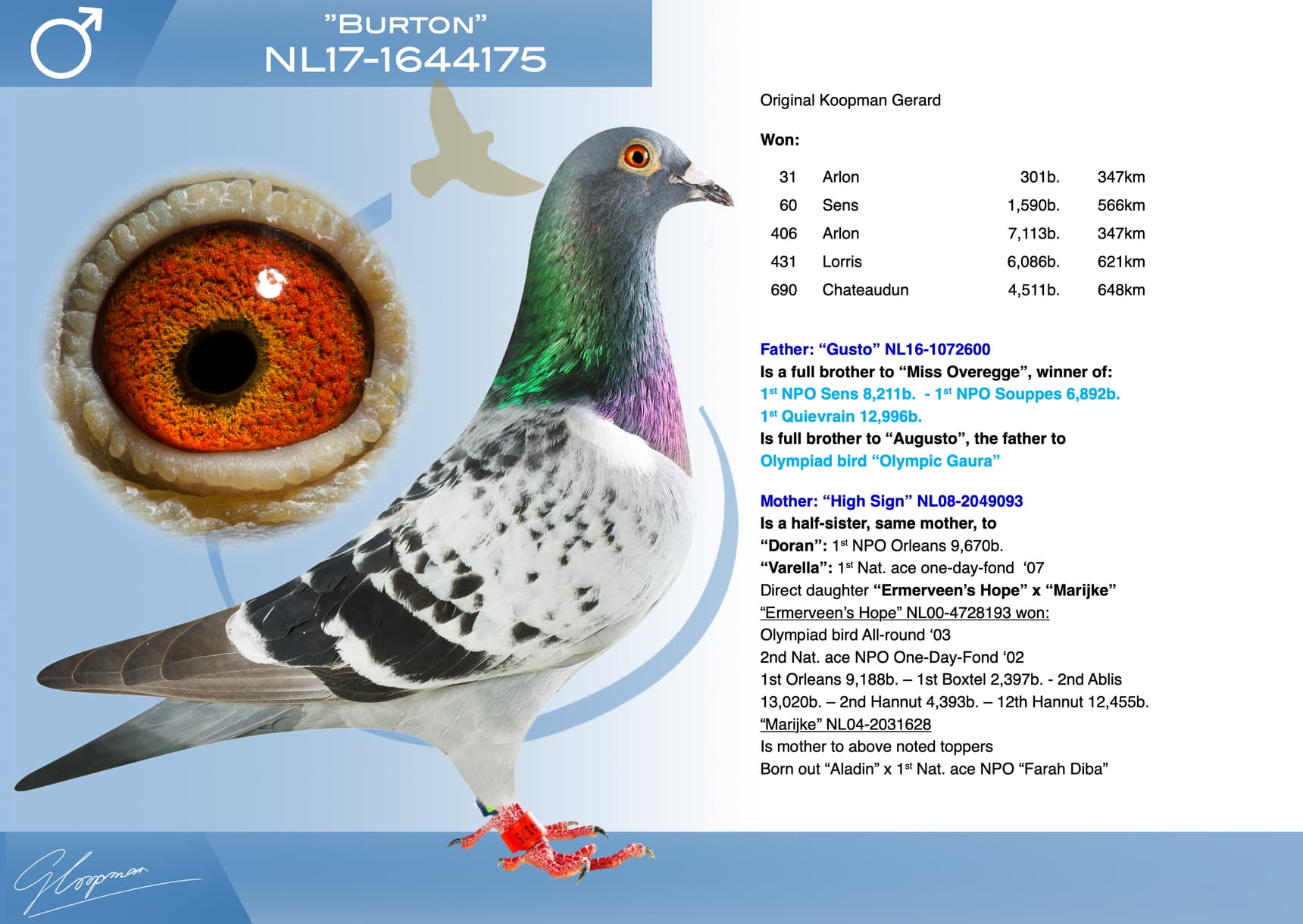 pigeon: undefined