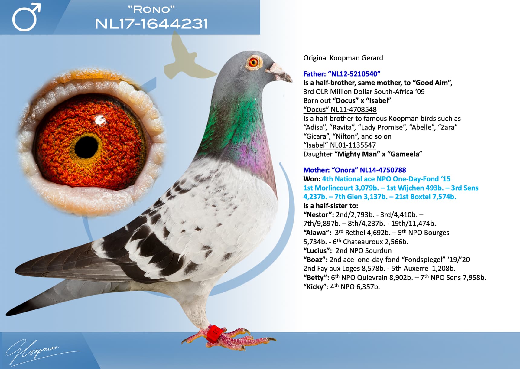 pigeon: undefined