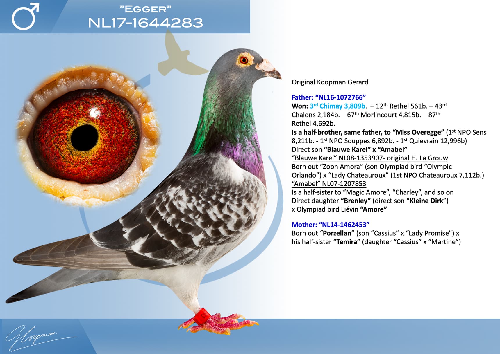 pigeon: undefined