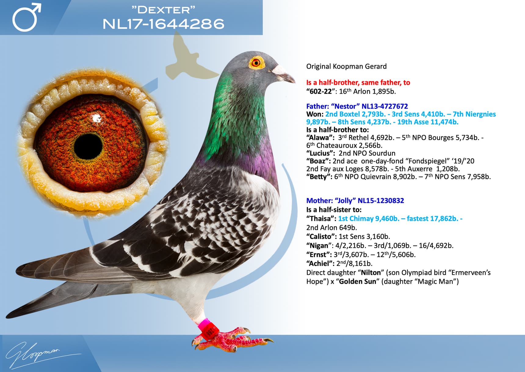 pigeon: undefined