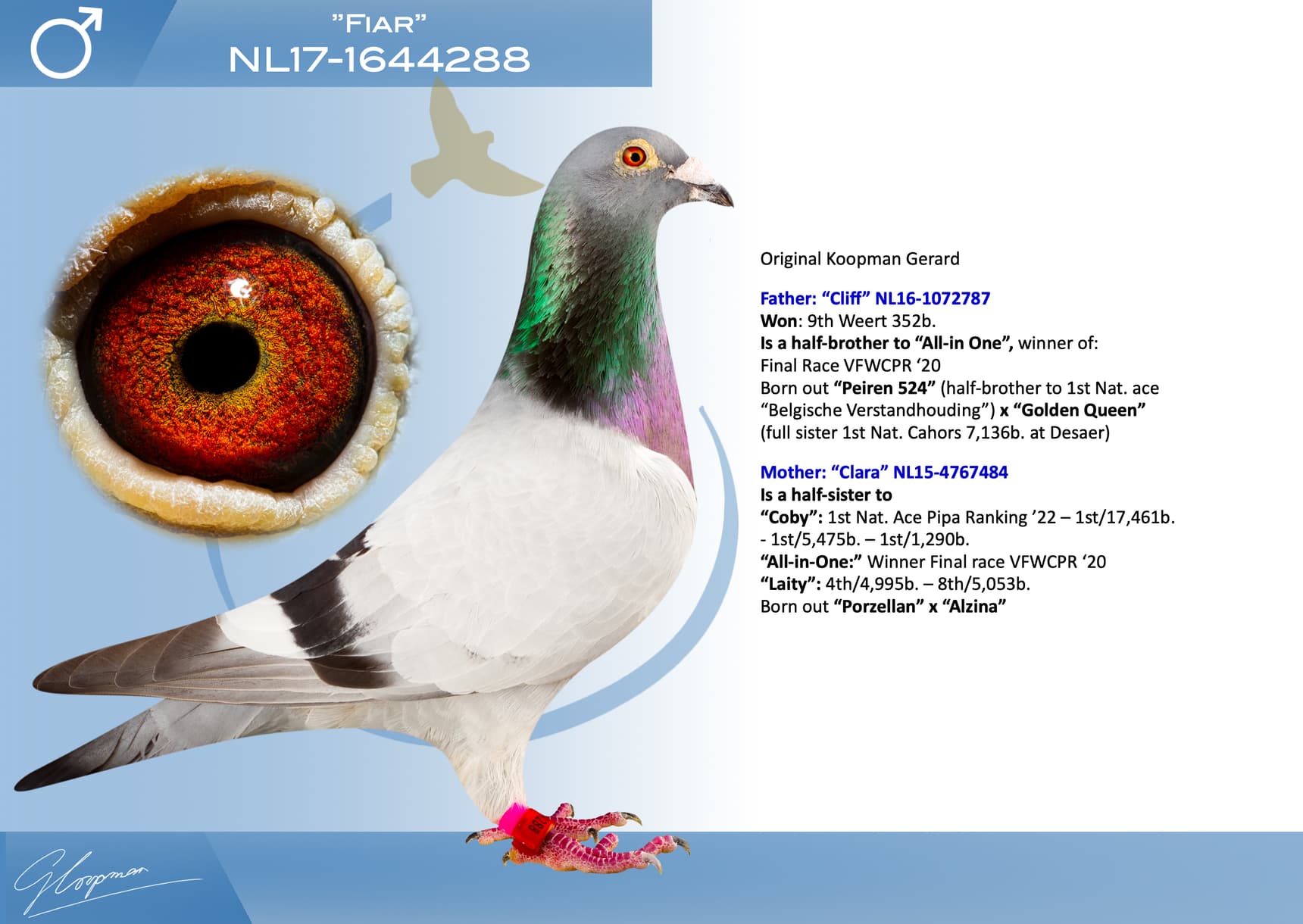 pigeon: undefined
