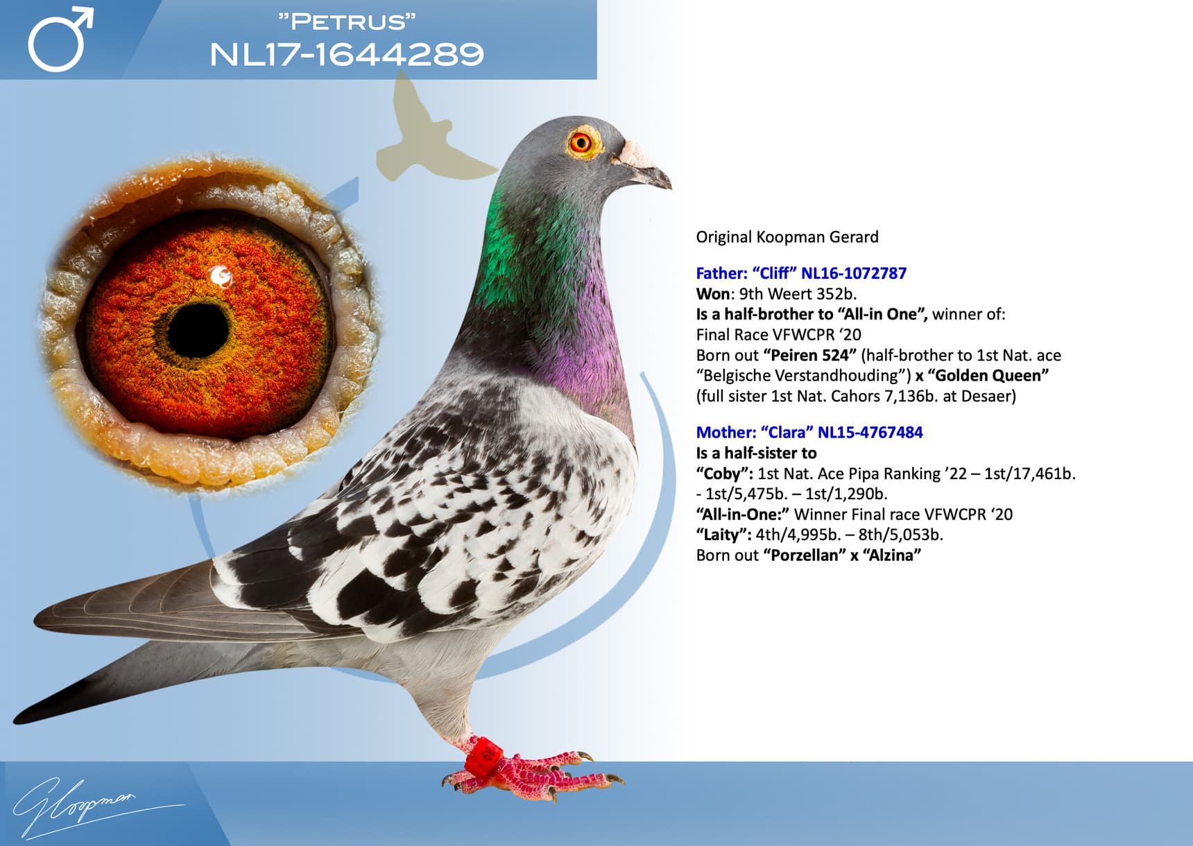 pigeon: undefined