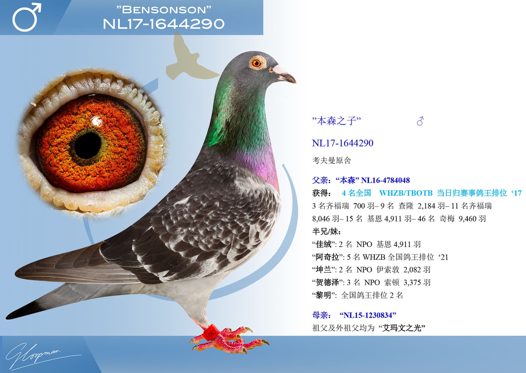 pigeon: undefined