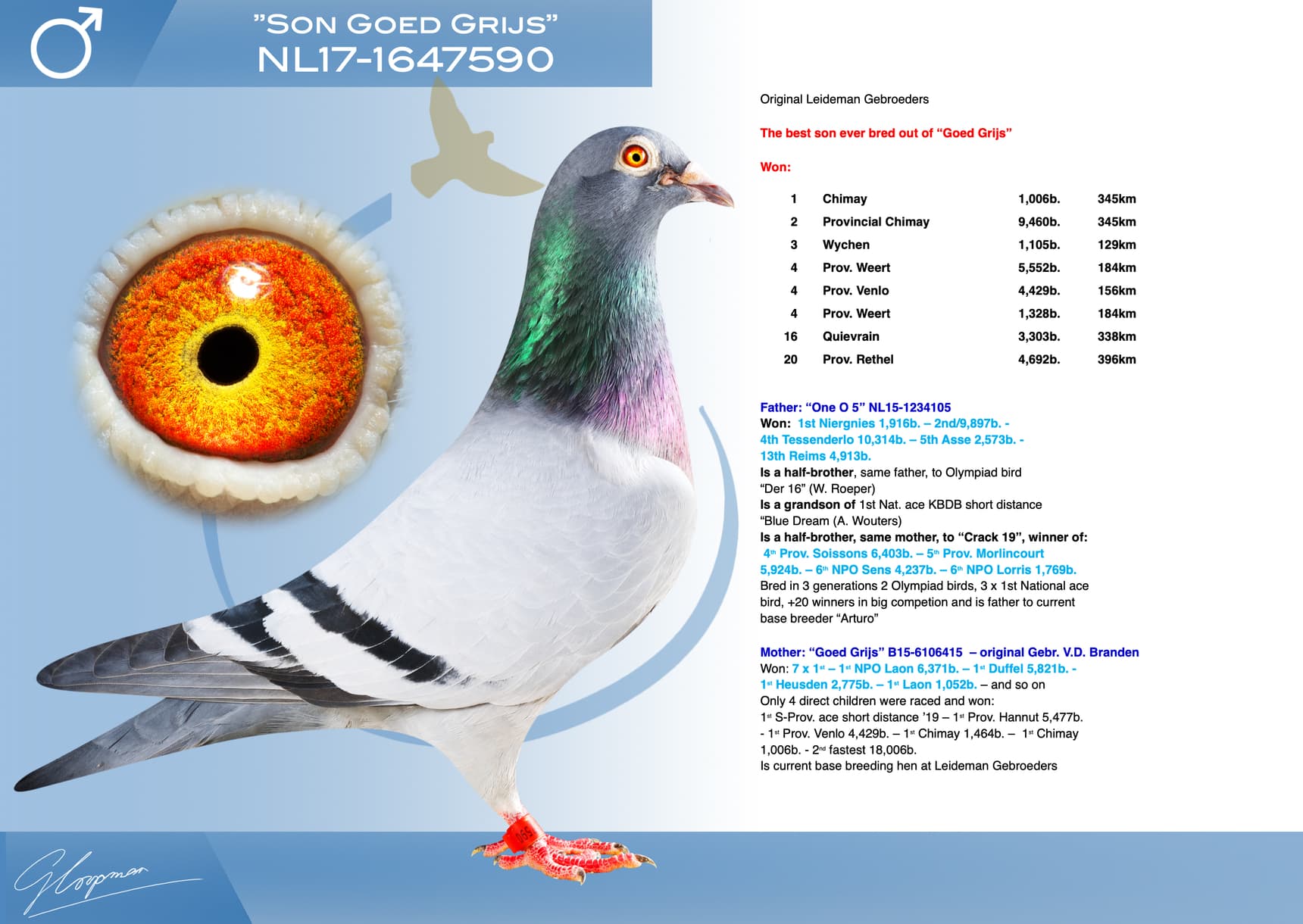 pigeon: undefined
