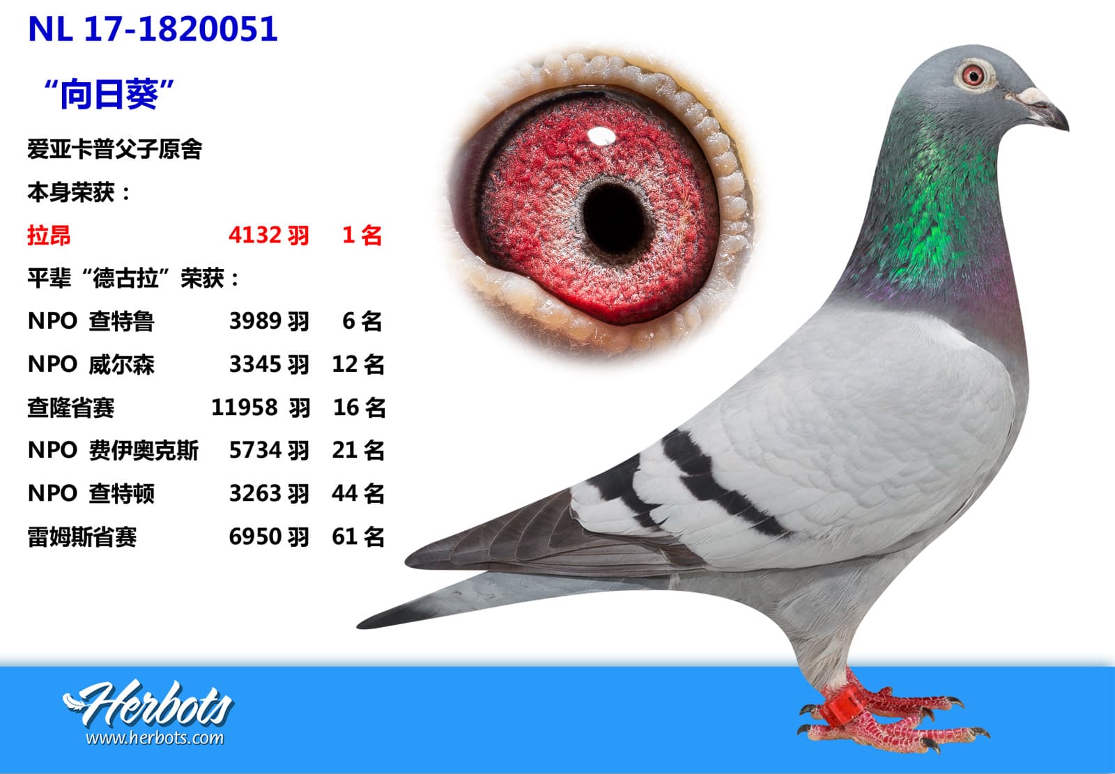 pigeon: undefined