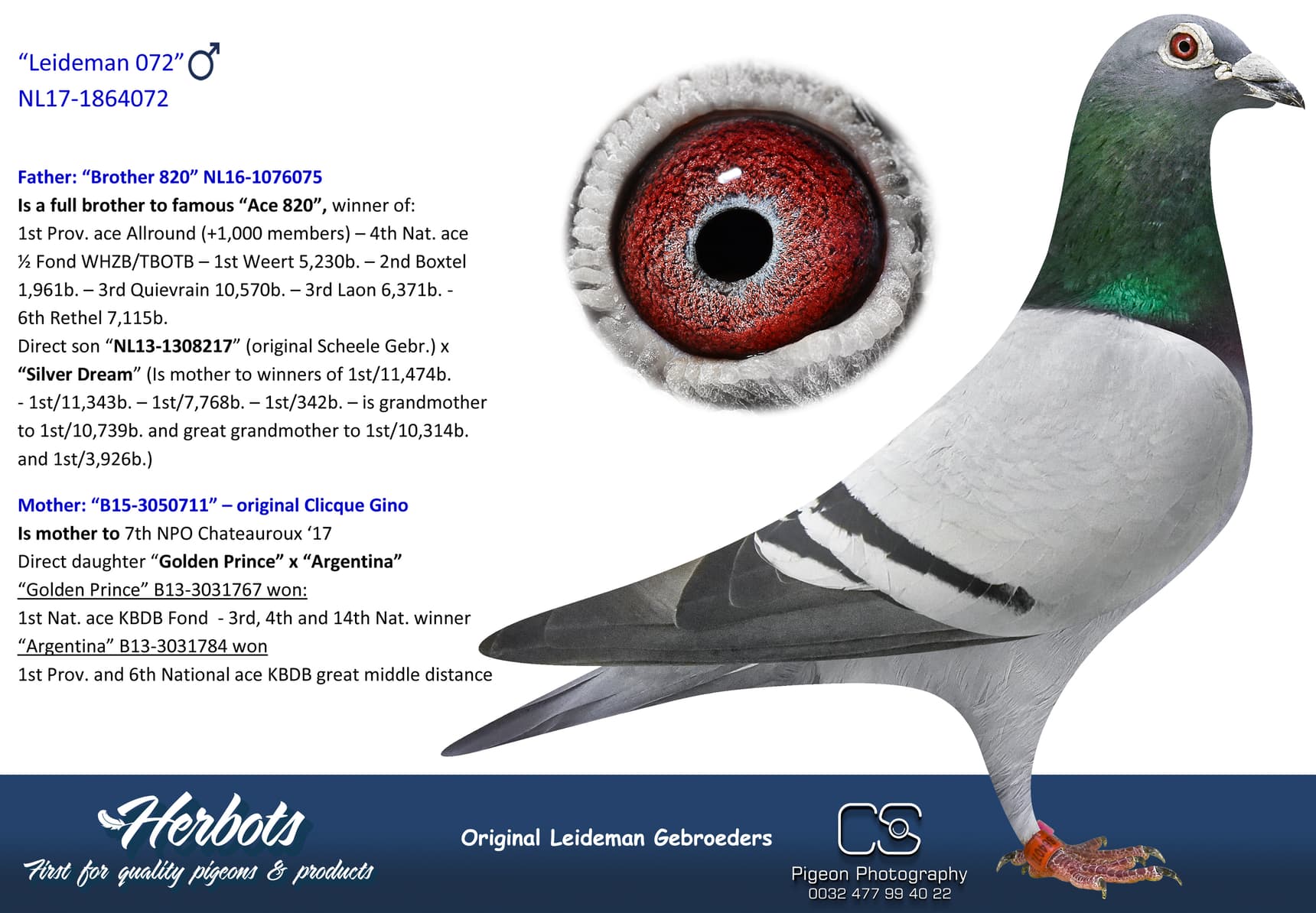 pigeon: undefined