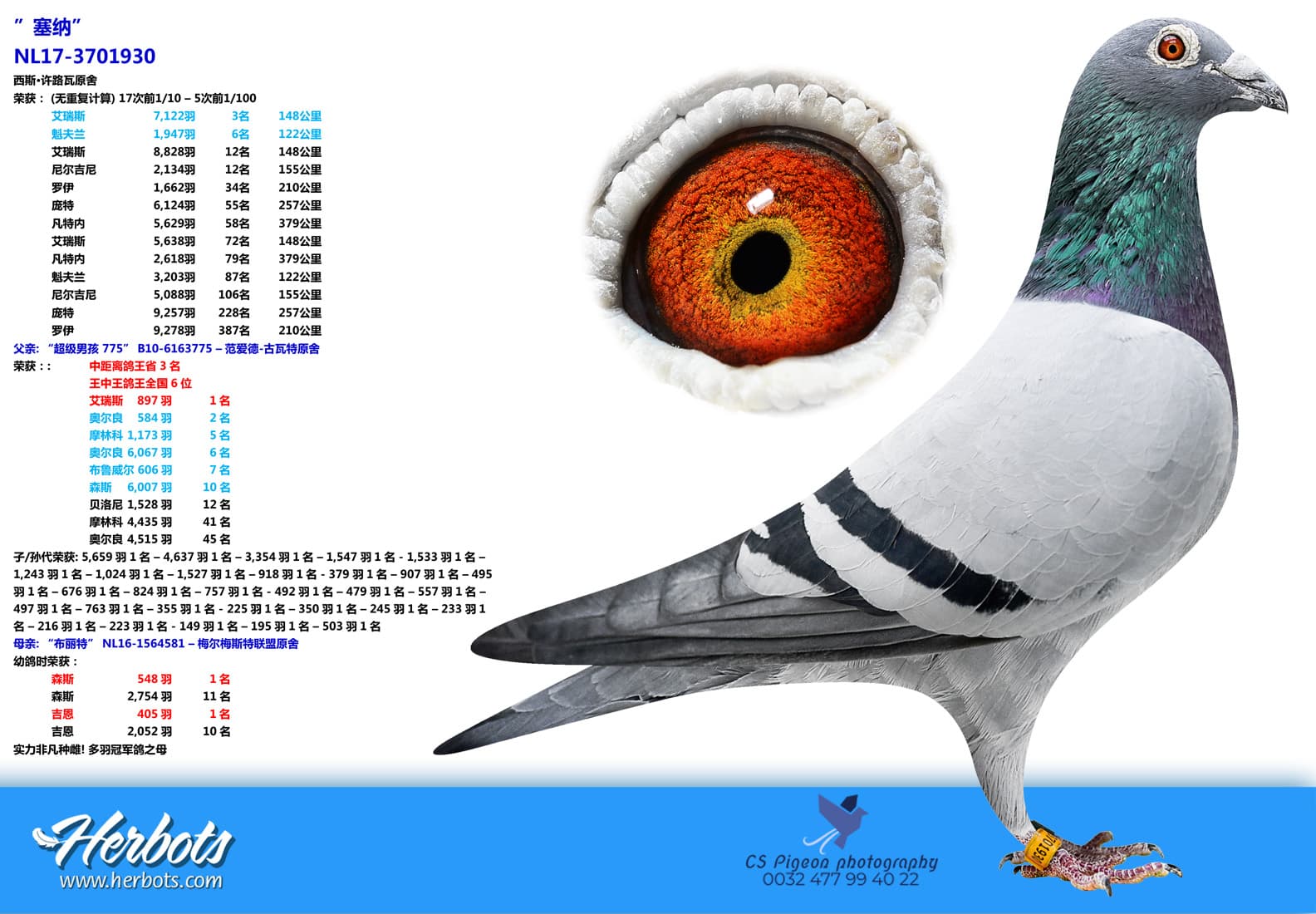 pigeon: undefined