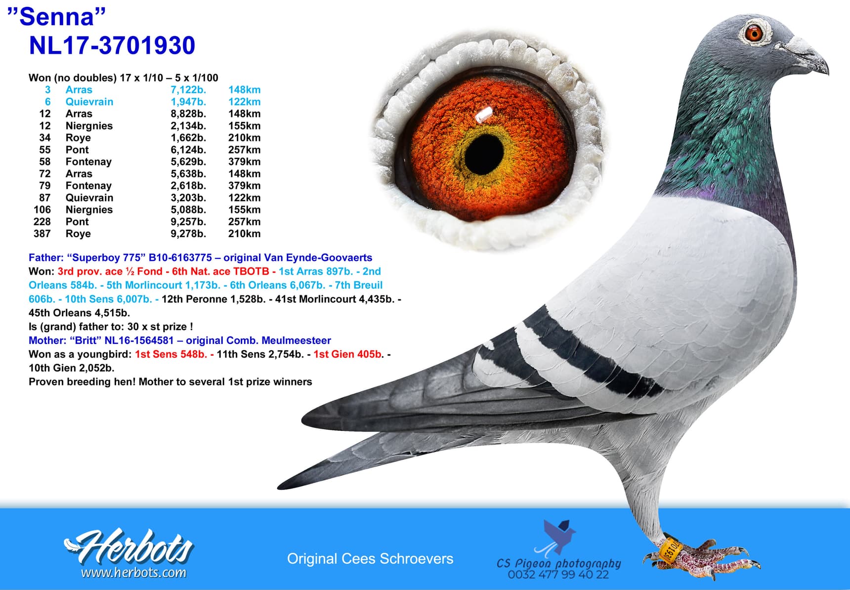 pigeon: undefined