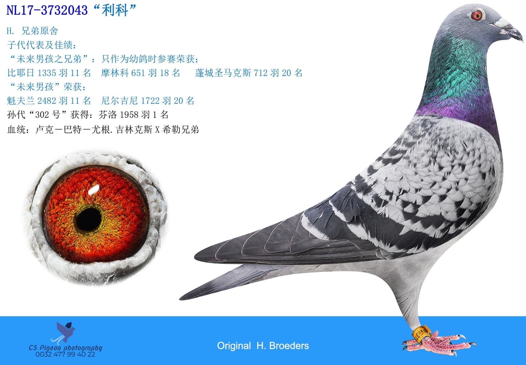 pigeon: undefined