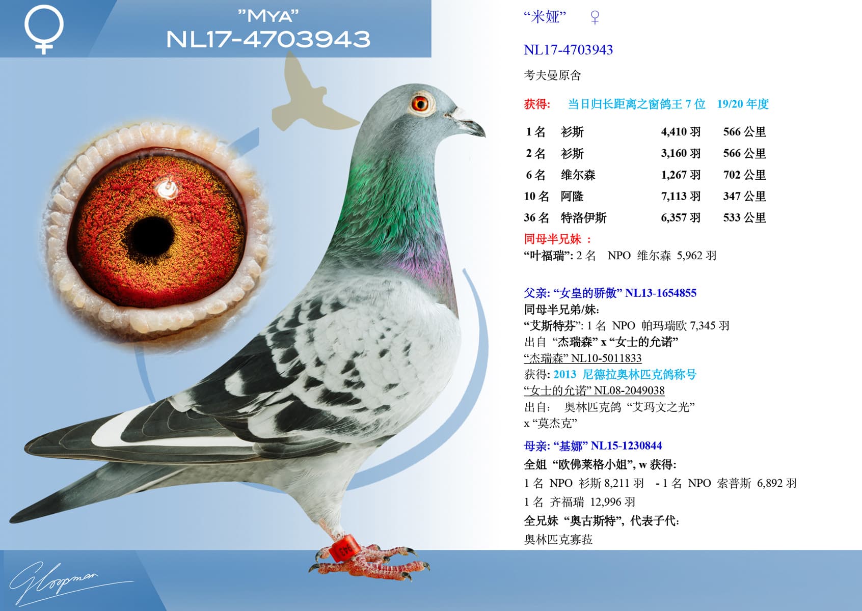 pigeon: “米娅”