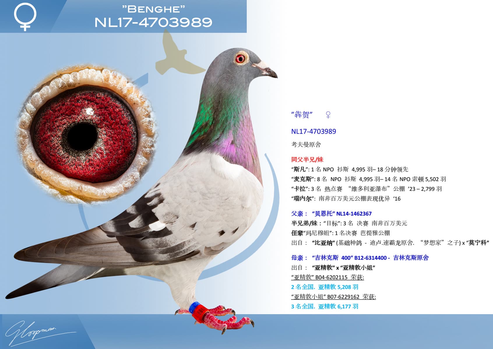 pigeon: undefined