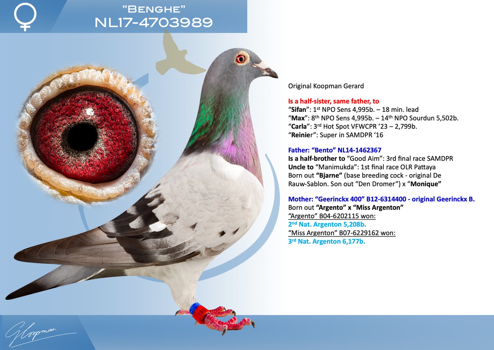 pigeon: undefined