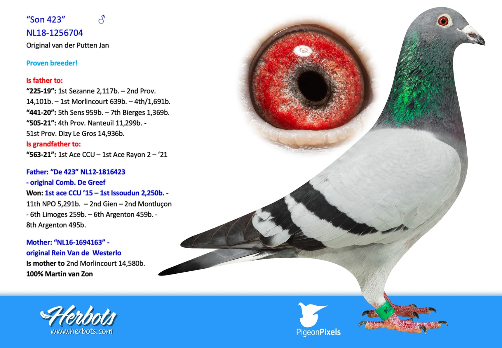 pigeon: undefined