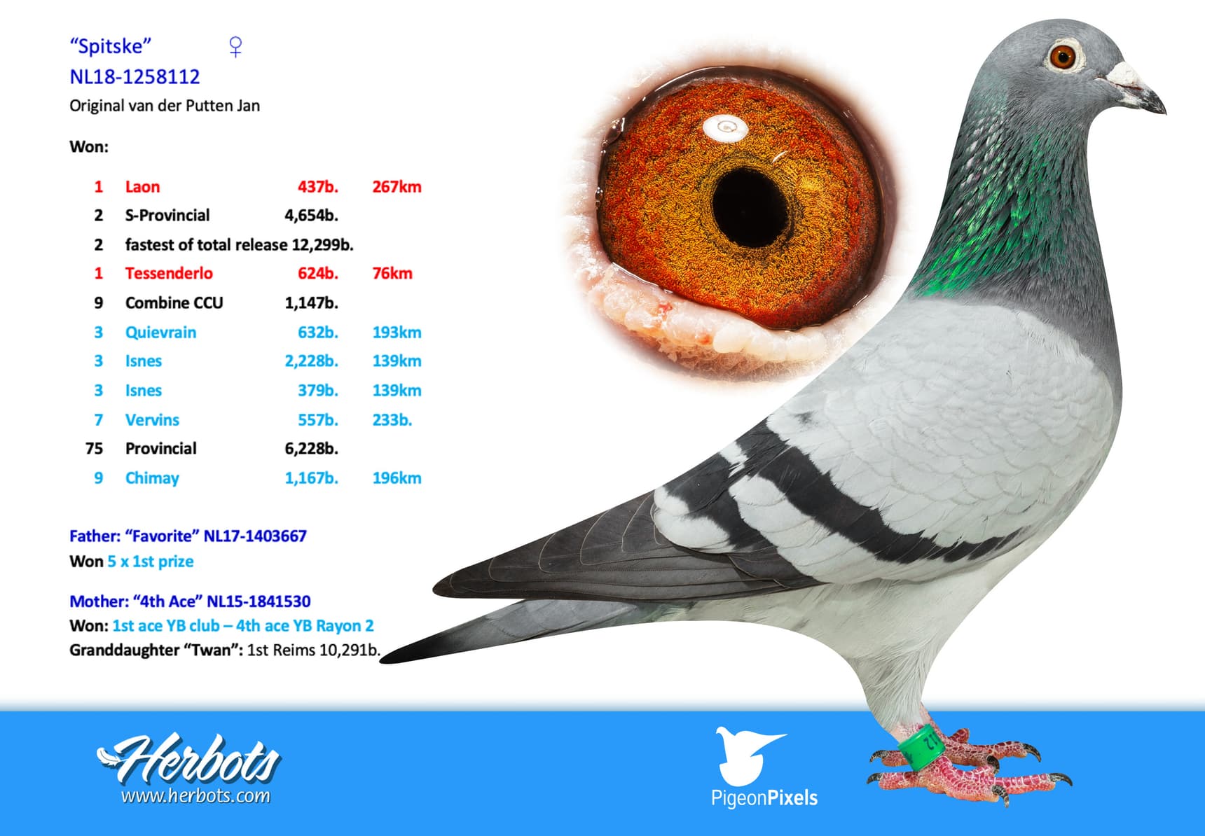 pigeon: undefined