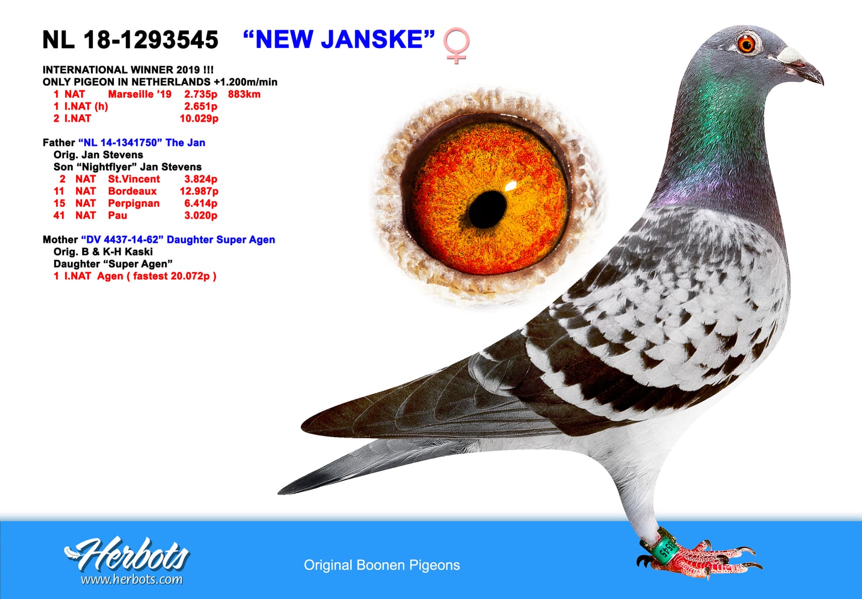 pigeon: undefined