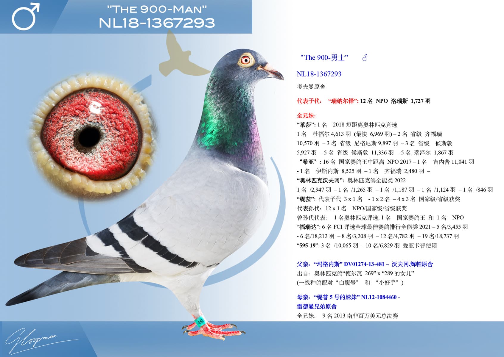 pigeon: undefined