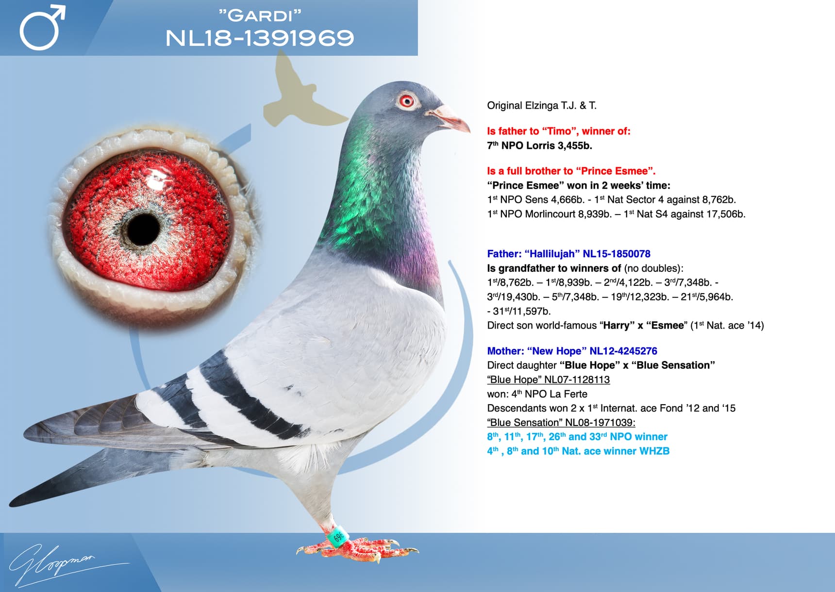 pigeon: undefined