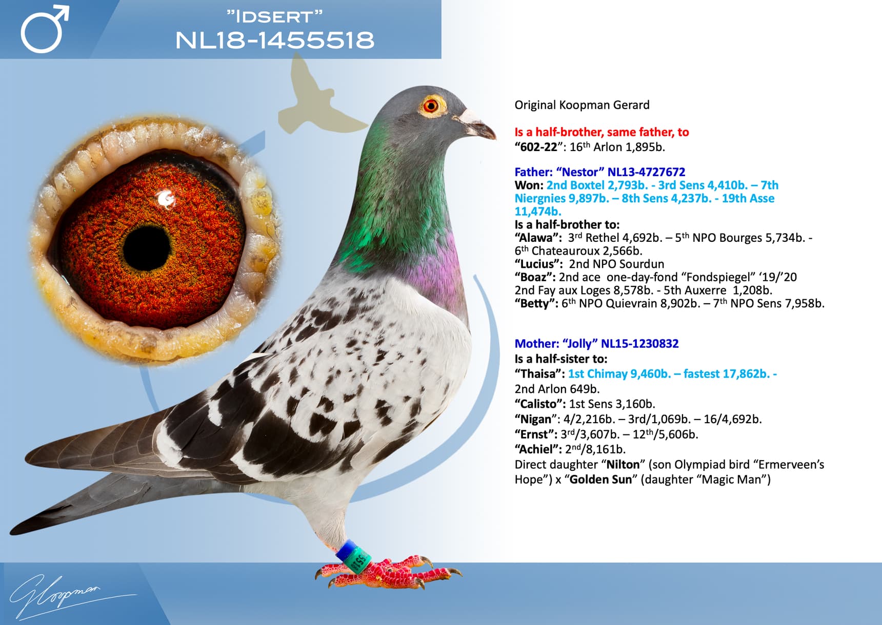 pigeon: undefined