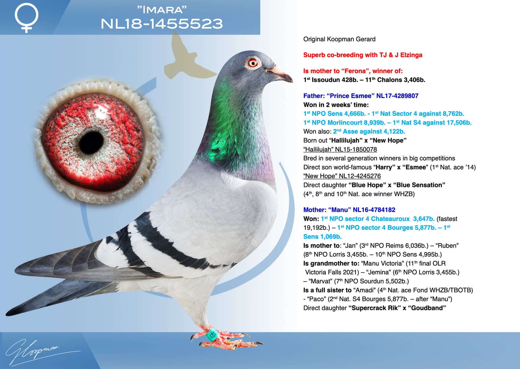 pigeon: undefined