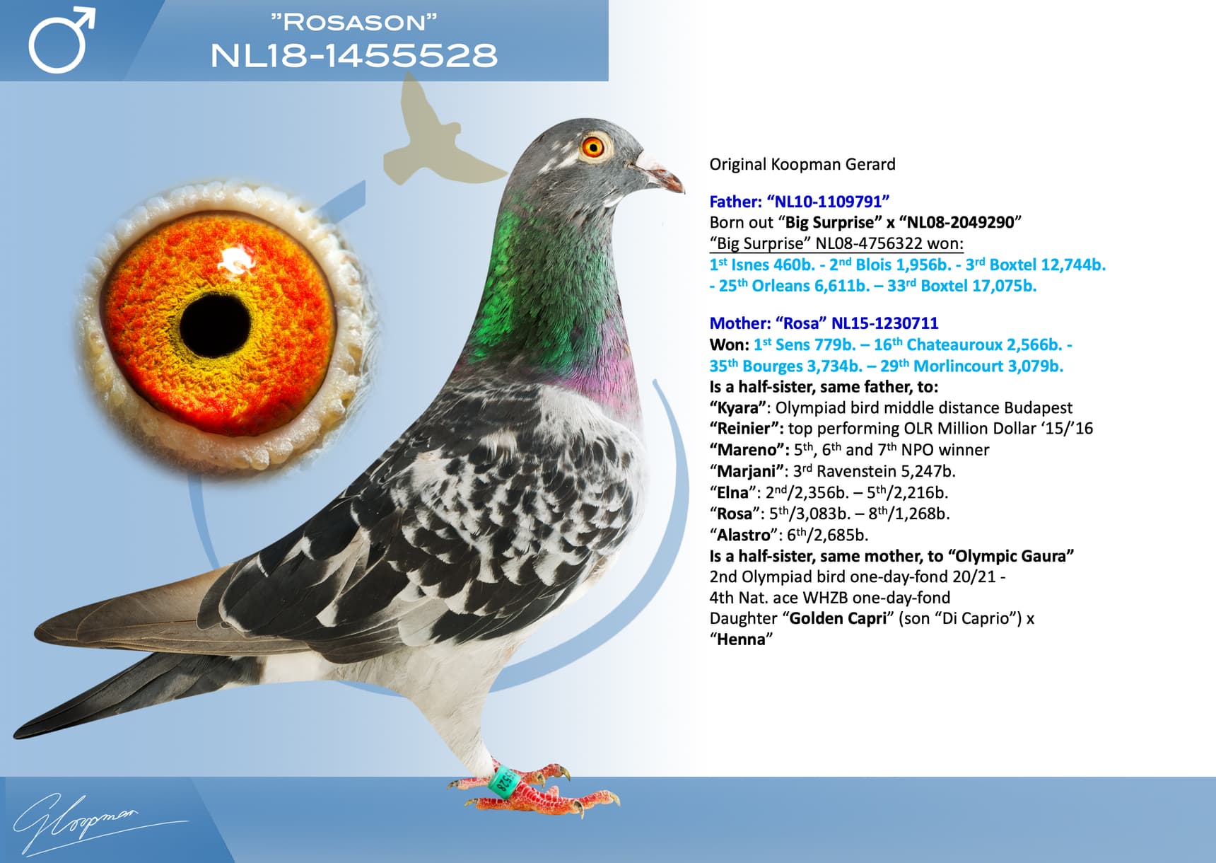 pigeon: undefined