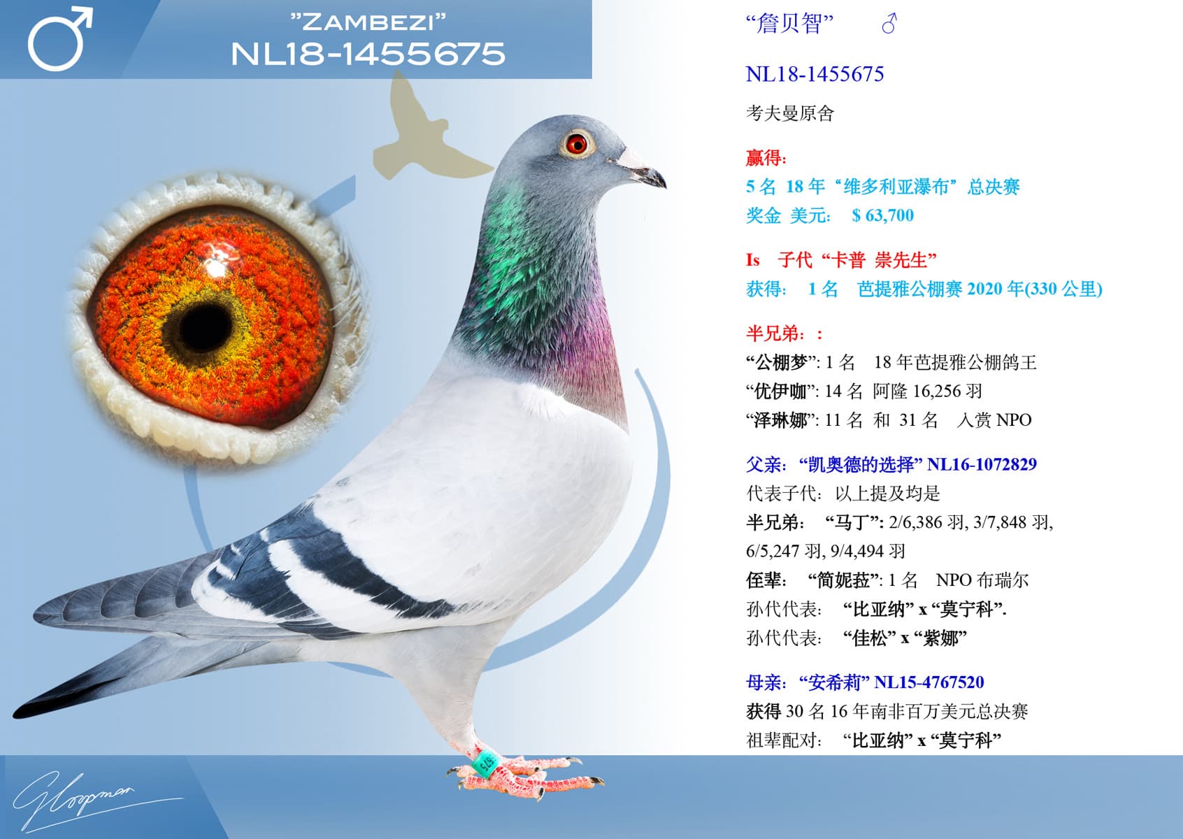 pigeon: undefined
