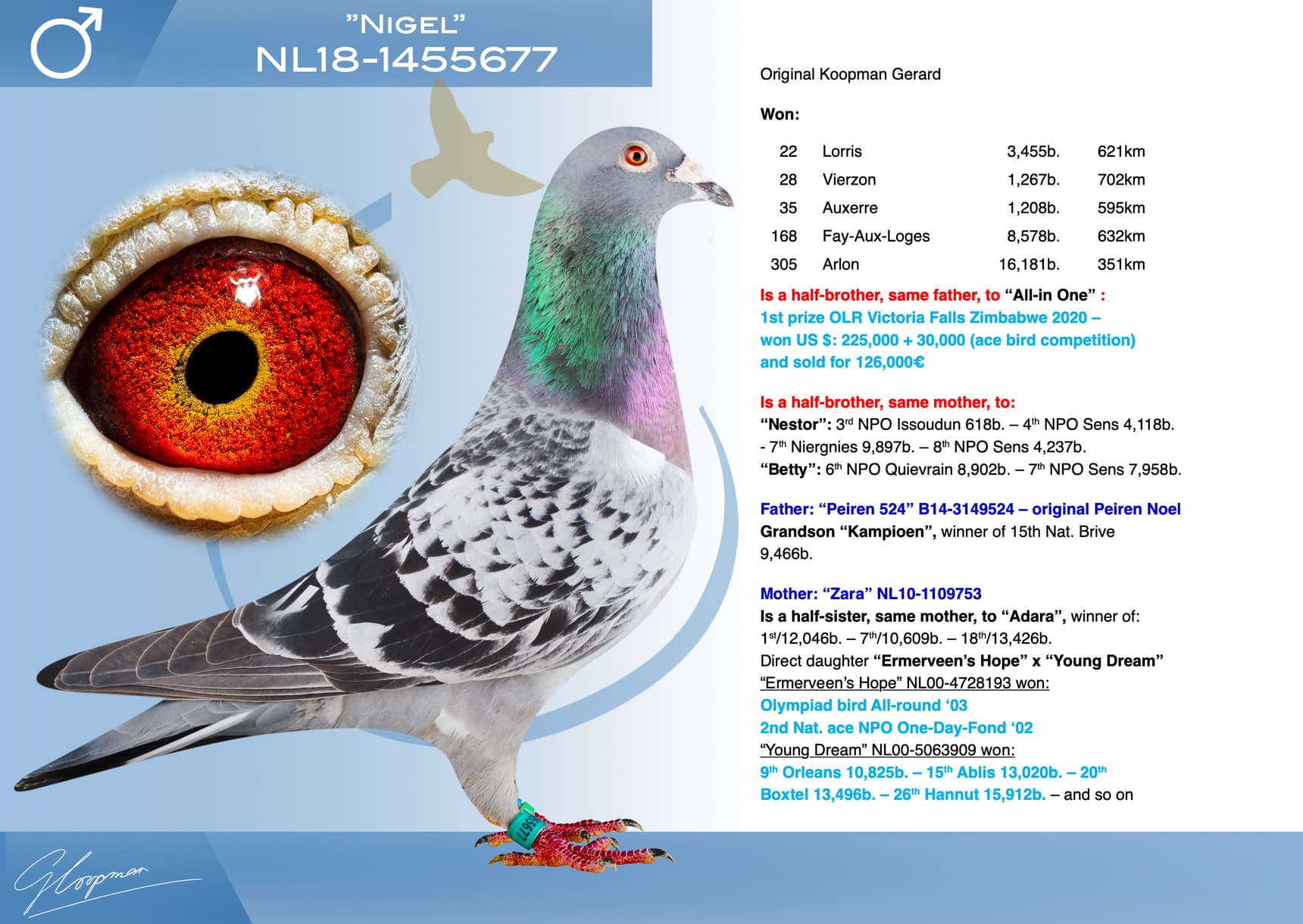 pigeon: undefined