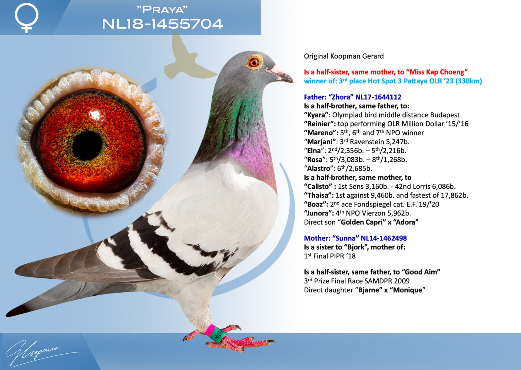 pigeon: undefined