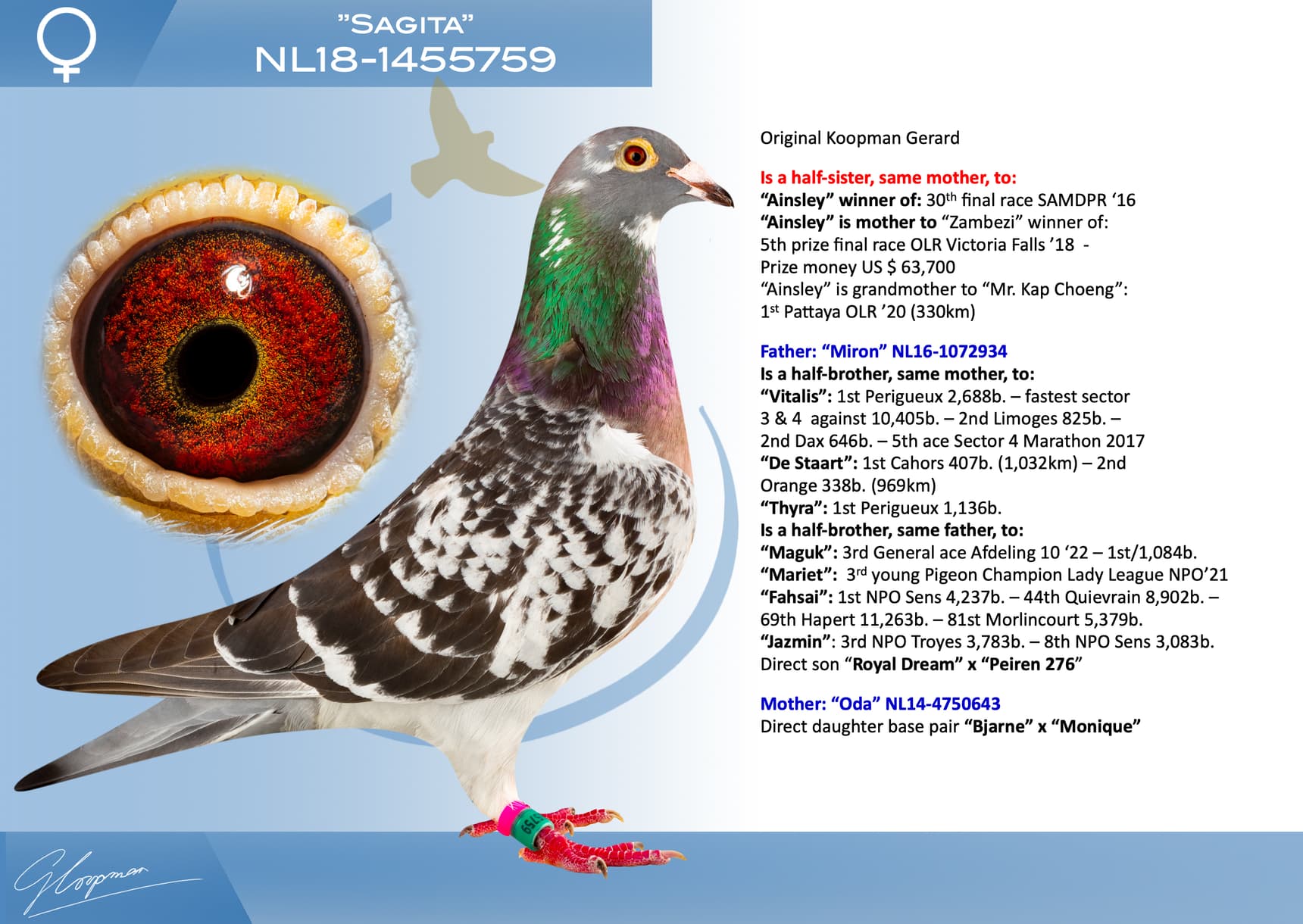 pigeon: undefined