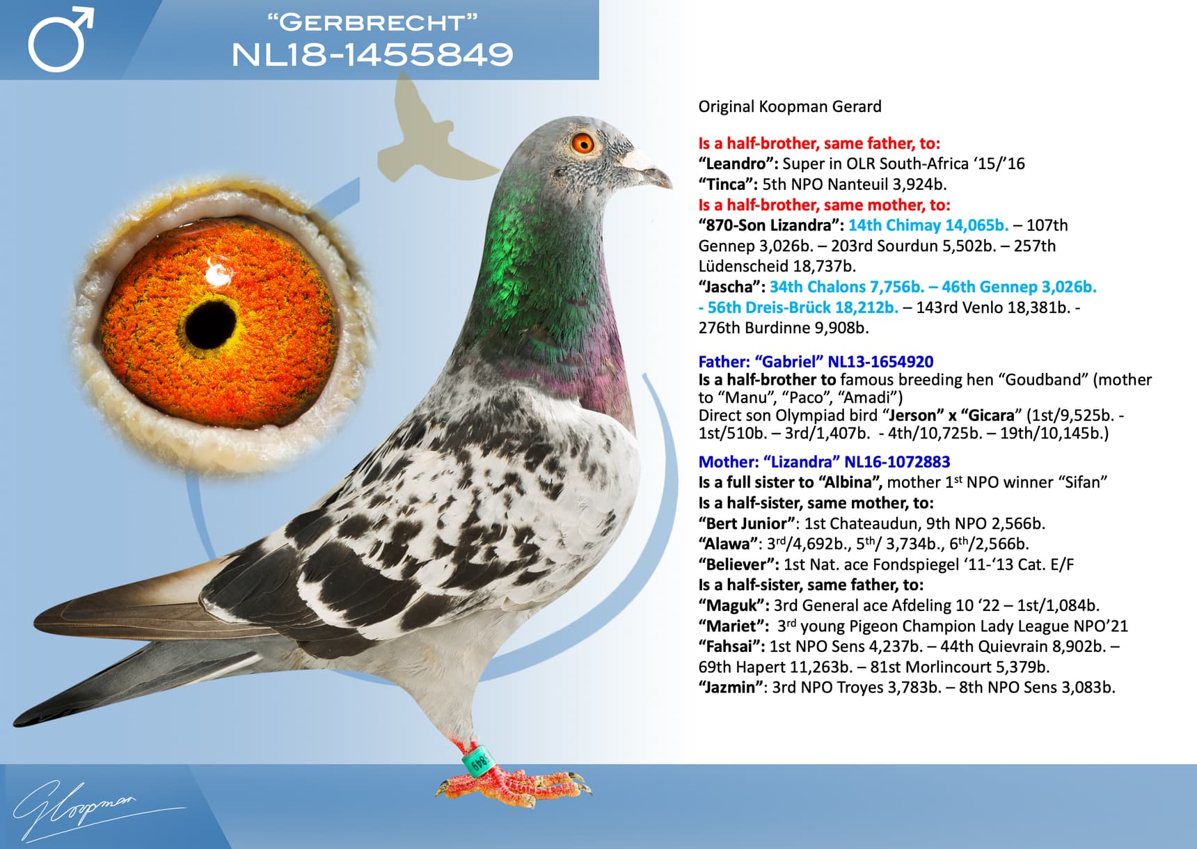 pigeon: undefined