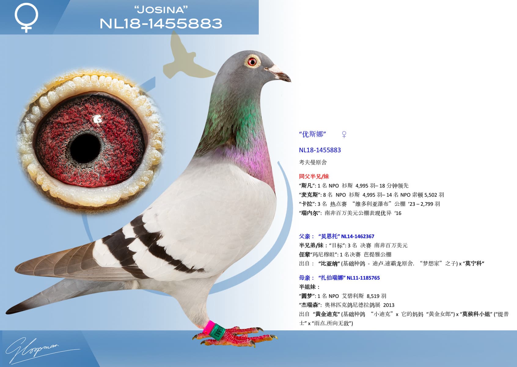 pigeon: “优斯娜”