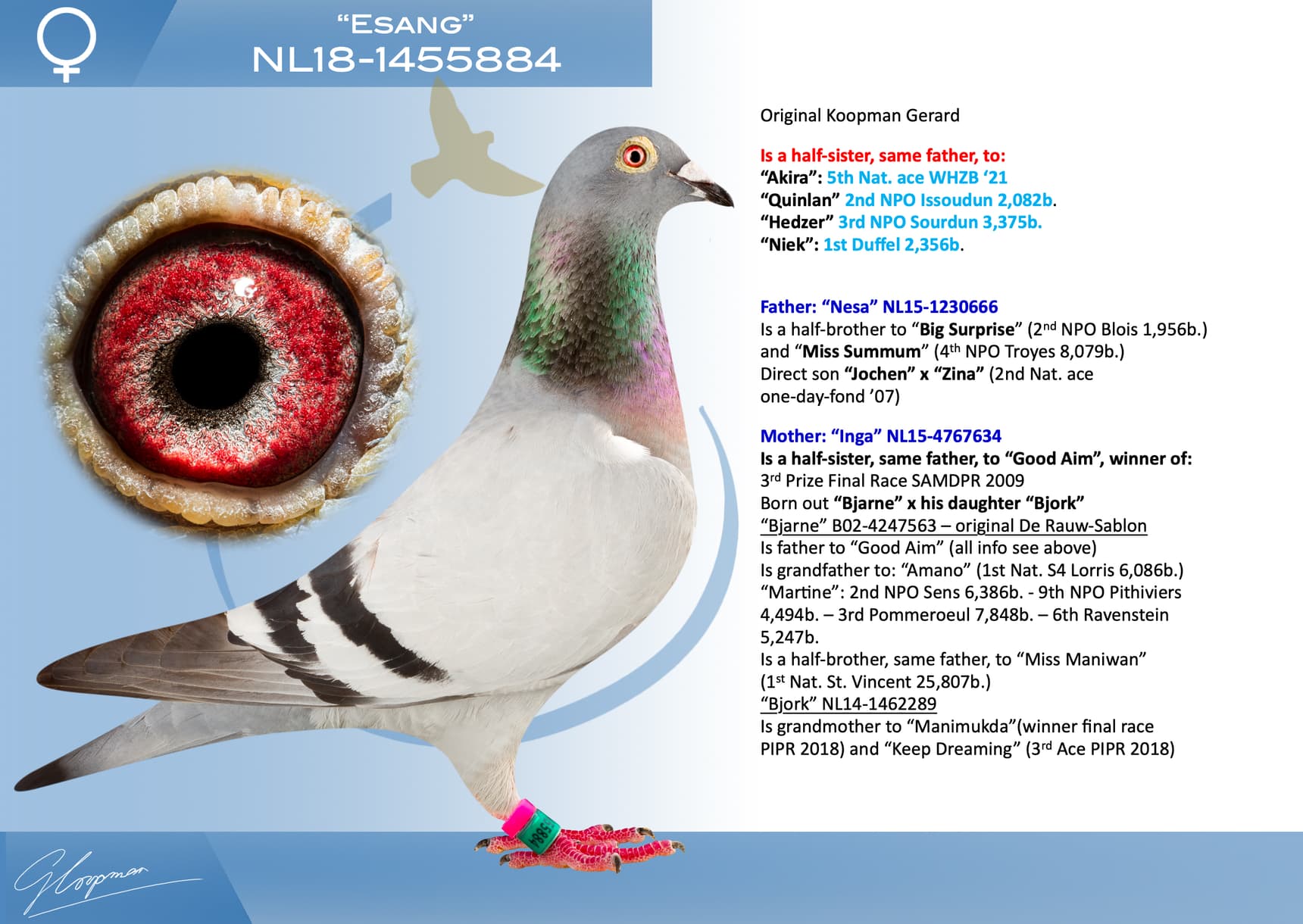 pigeon: undefined