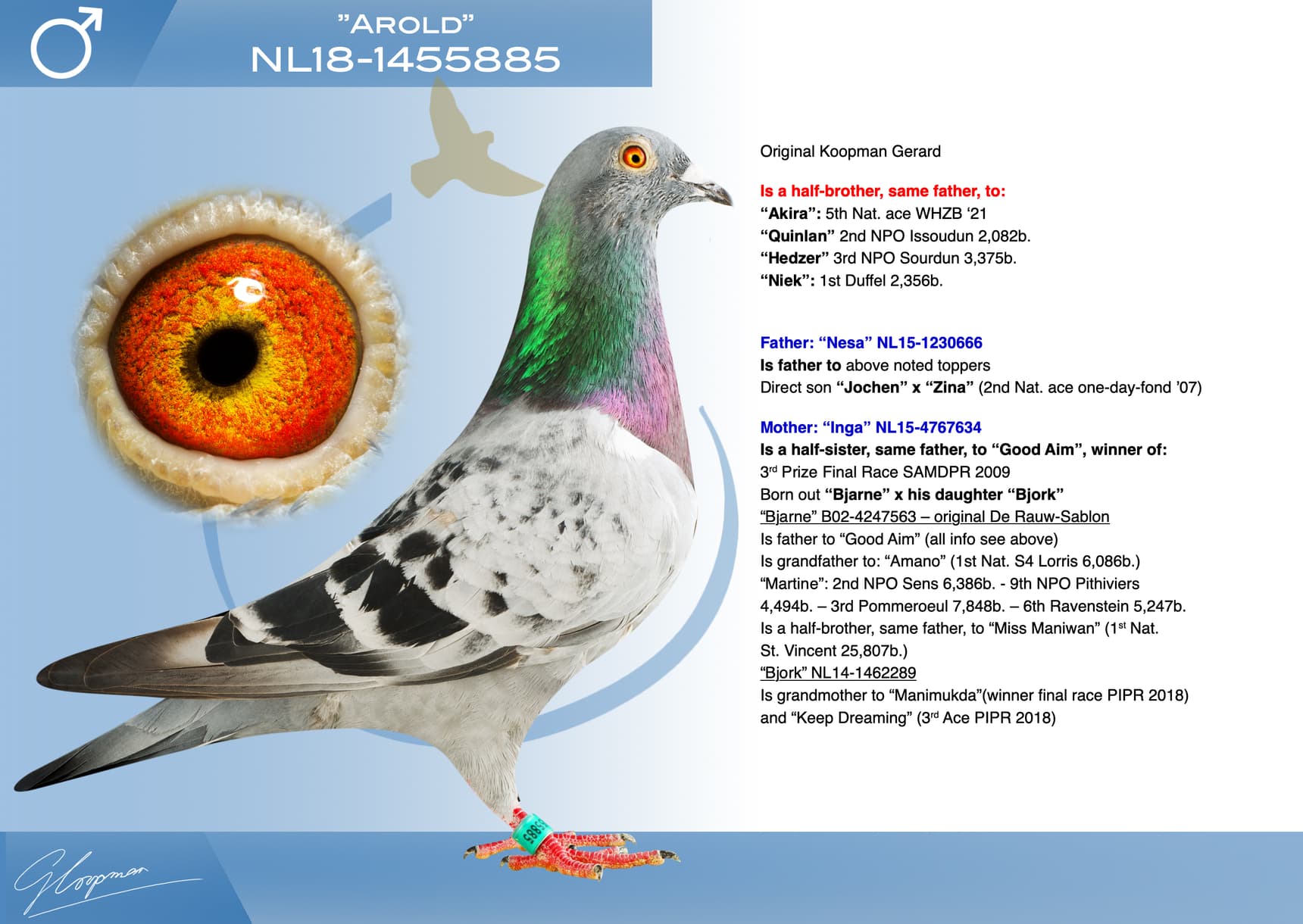 pigeon: undefined
