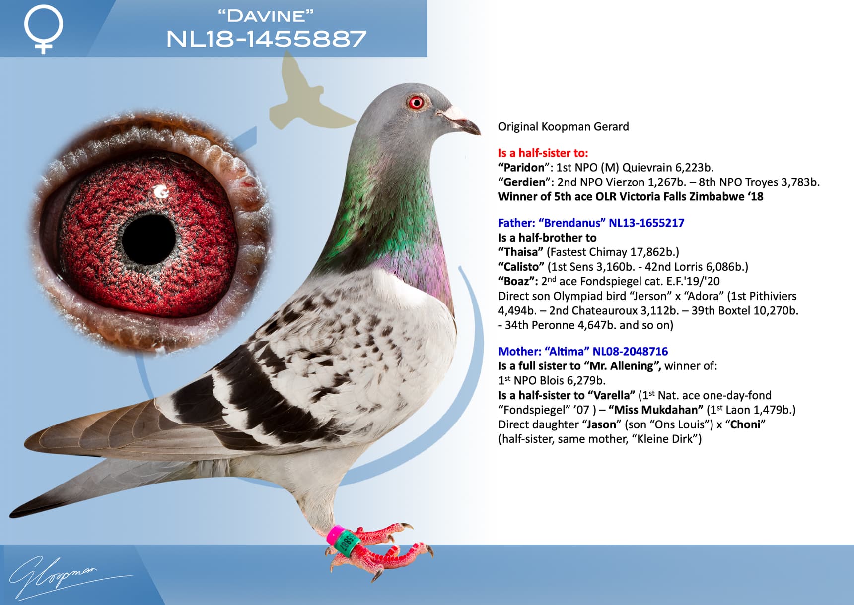 pigeon: undefined