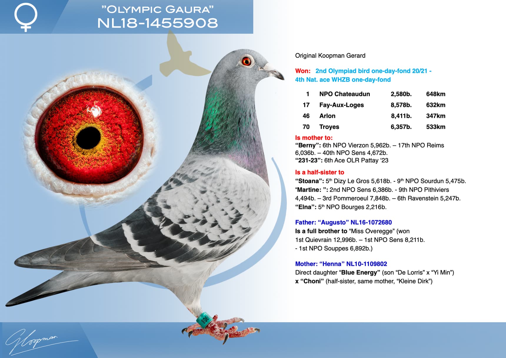 pigeon: undefined