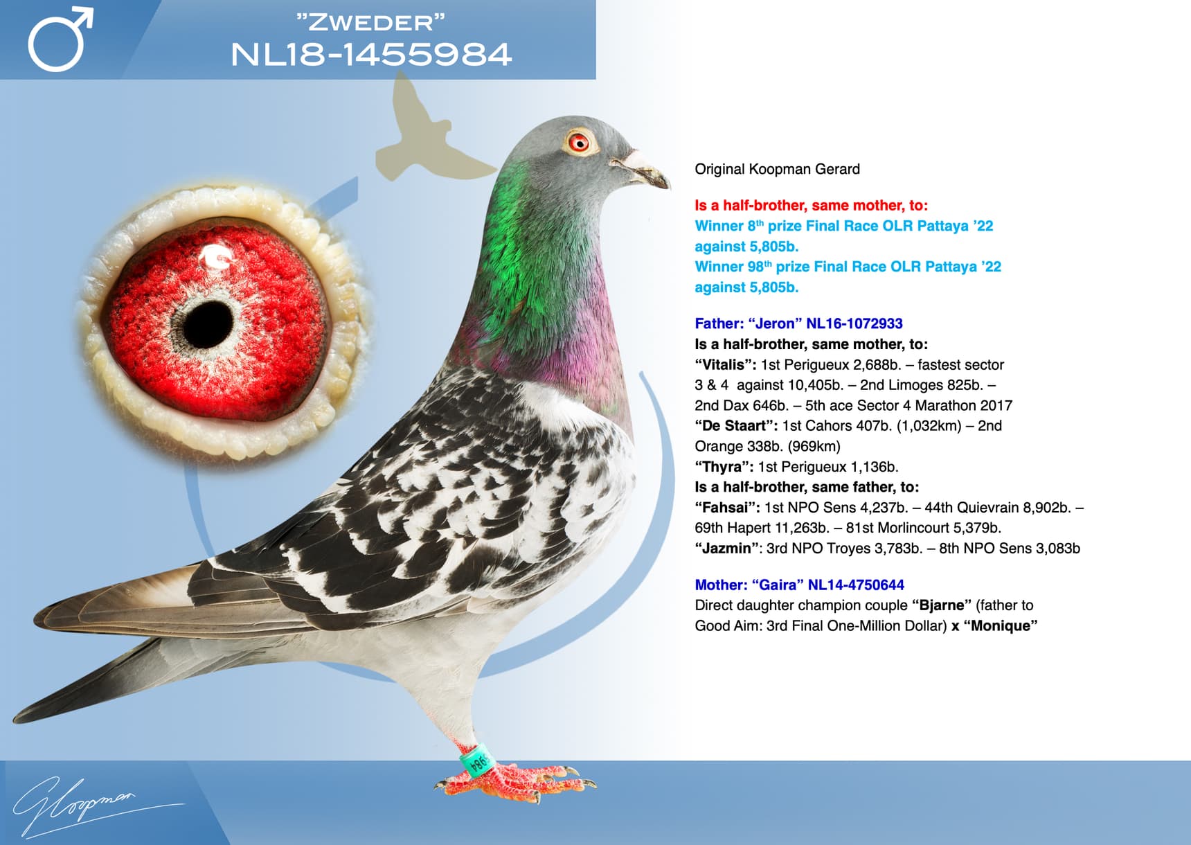 pigeon: undefined
