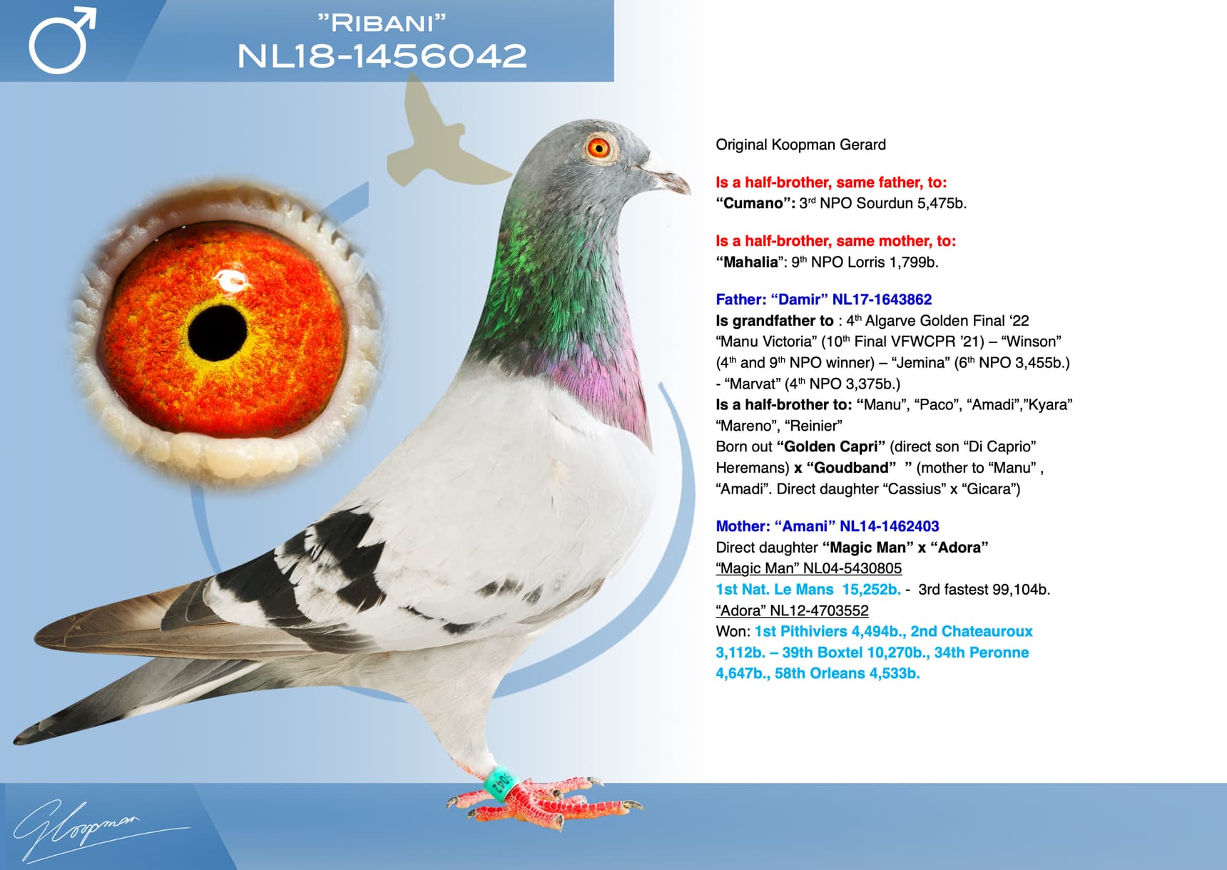 pigeon: undefined