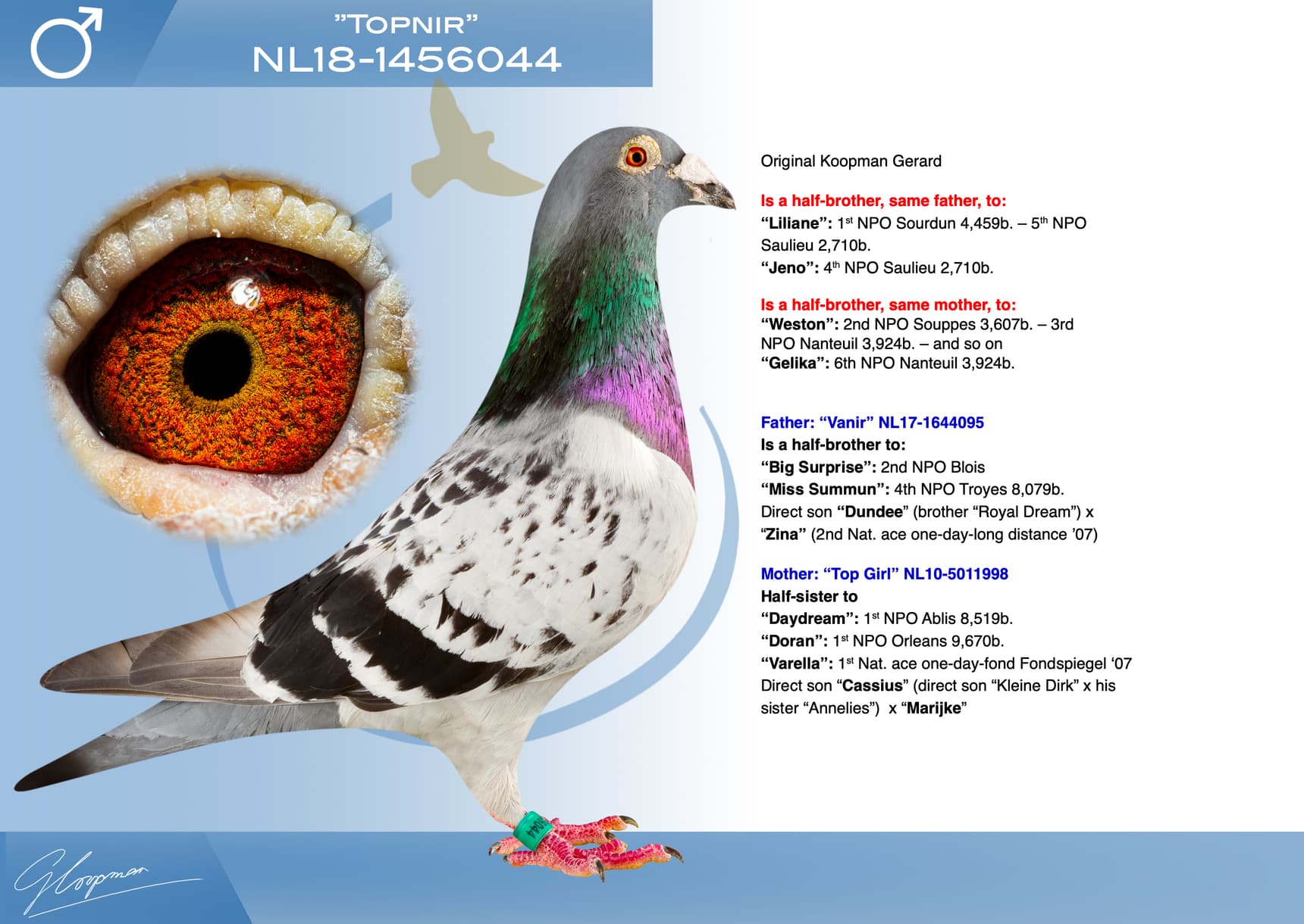 pigeon: undefined