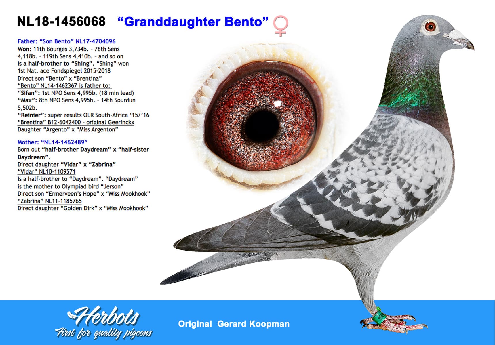 pigeon: undefined